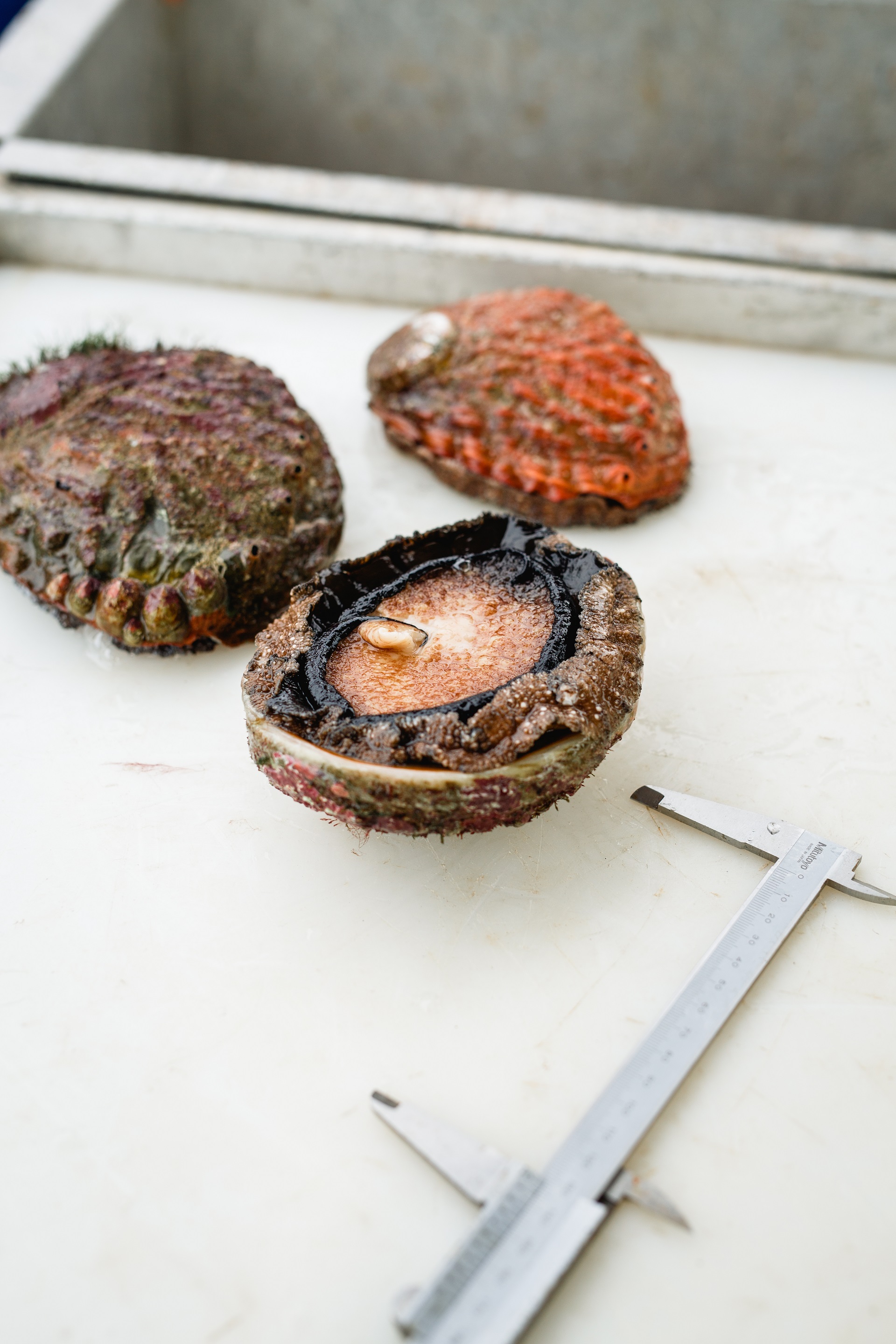 Greenlip Abalone Biology - Tasmanian Wild Fisheries Assessments