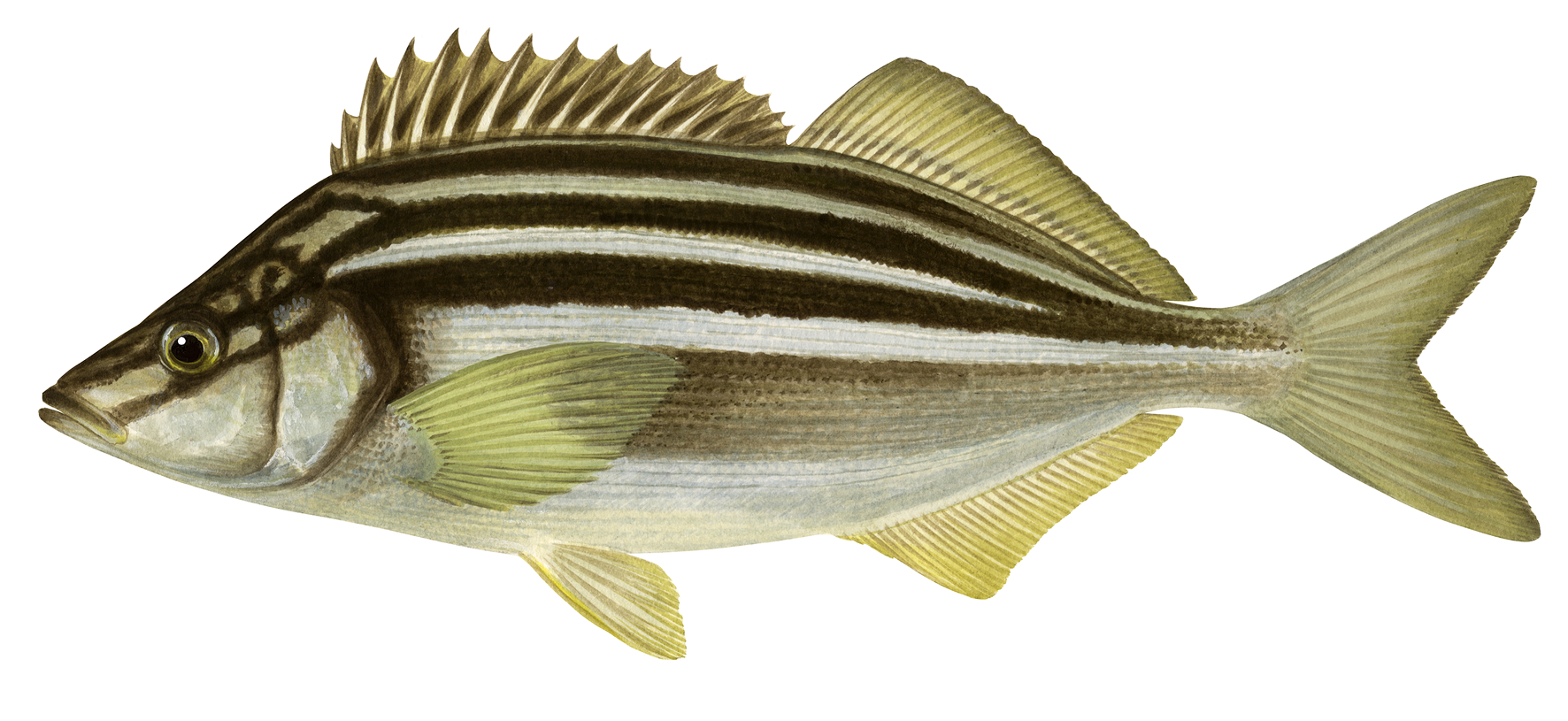 Striped Trumpeter