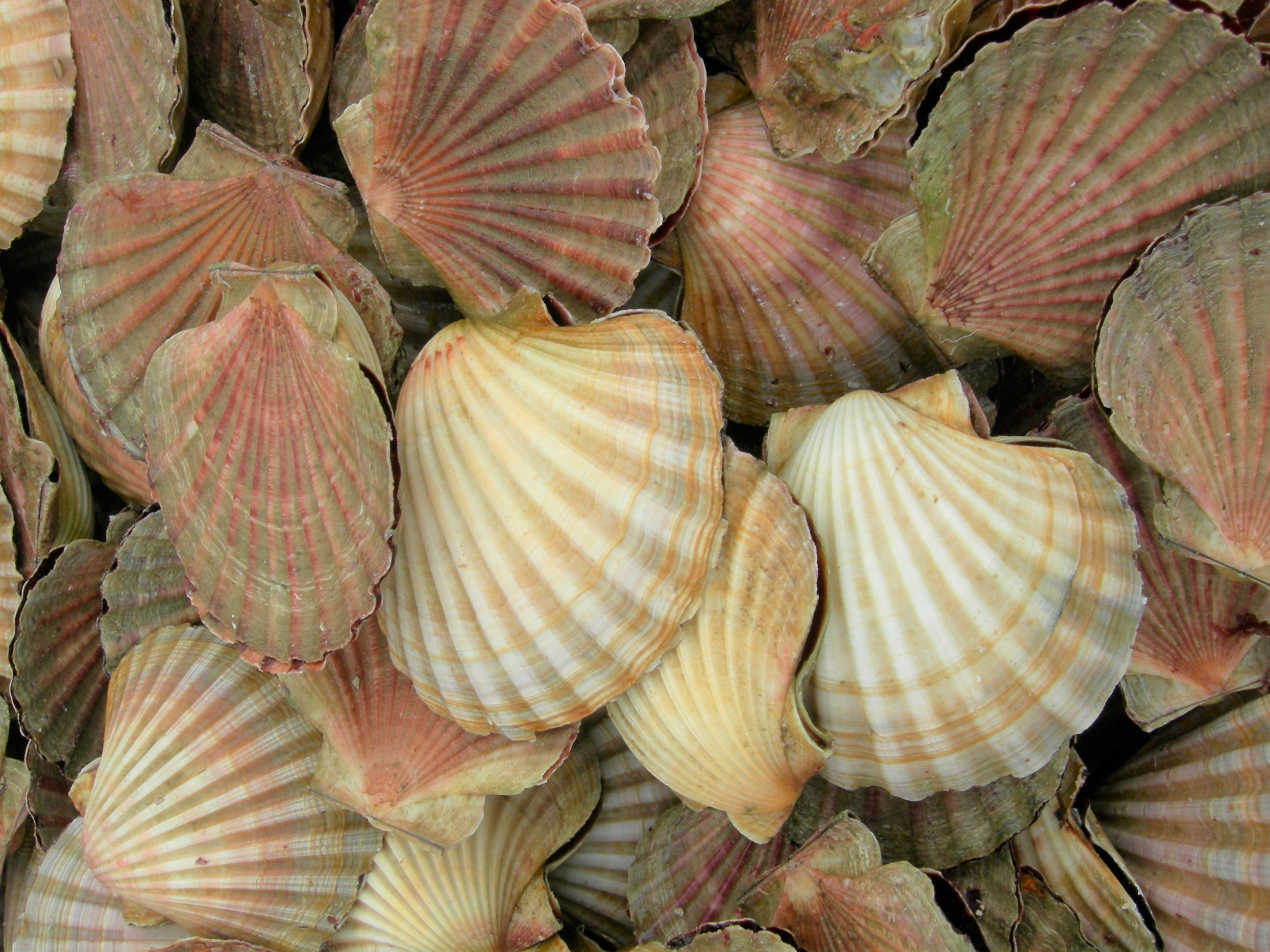 Scallop Recreational Fishery