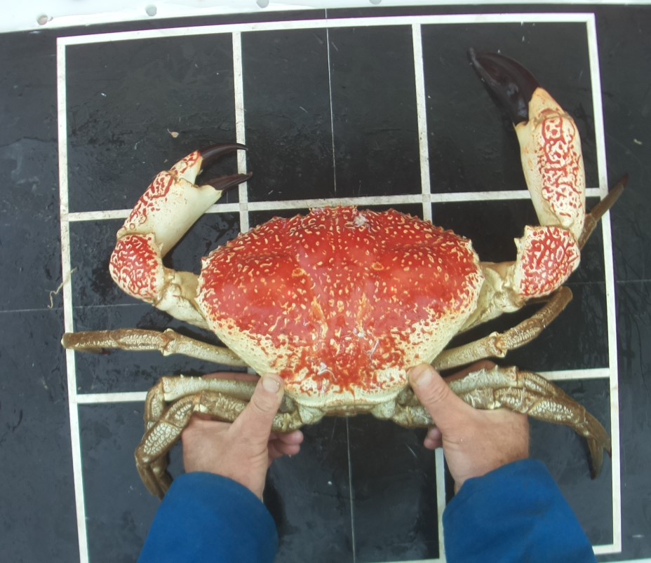 Giant Crab Biology