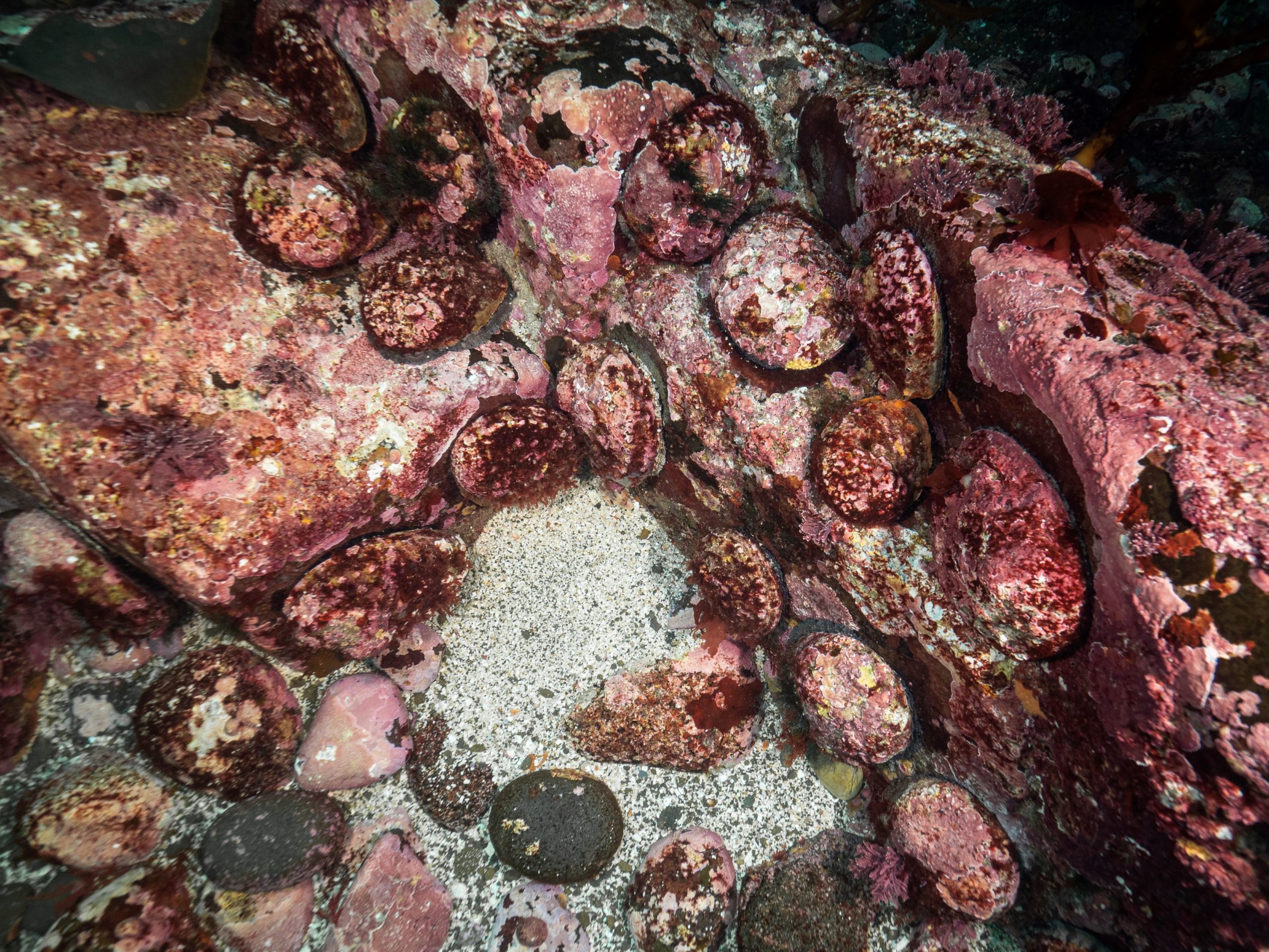 Greenlip Abalone Biology - Tasmanian Wild Fisheries Assessments