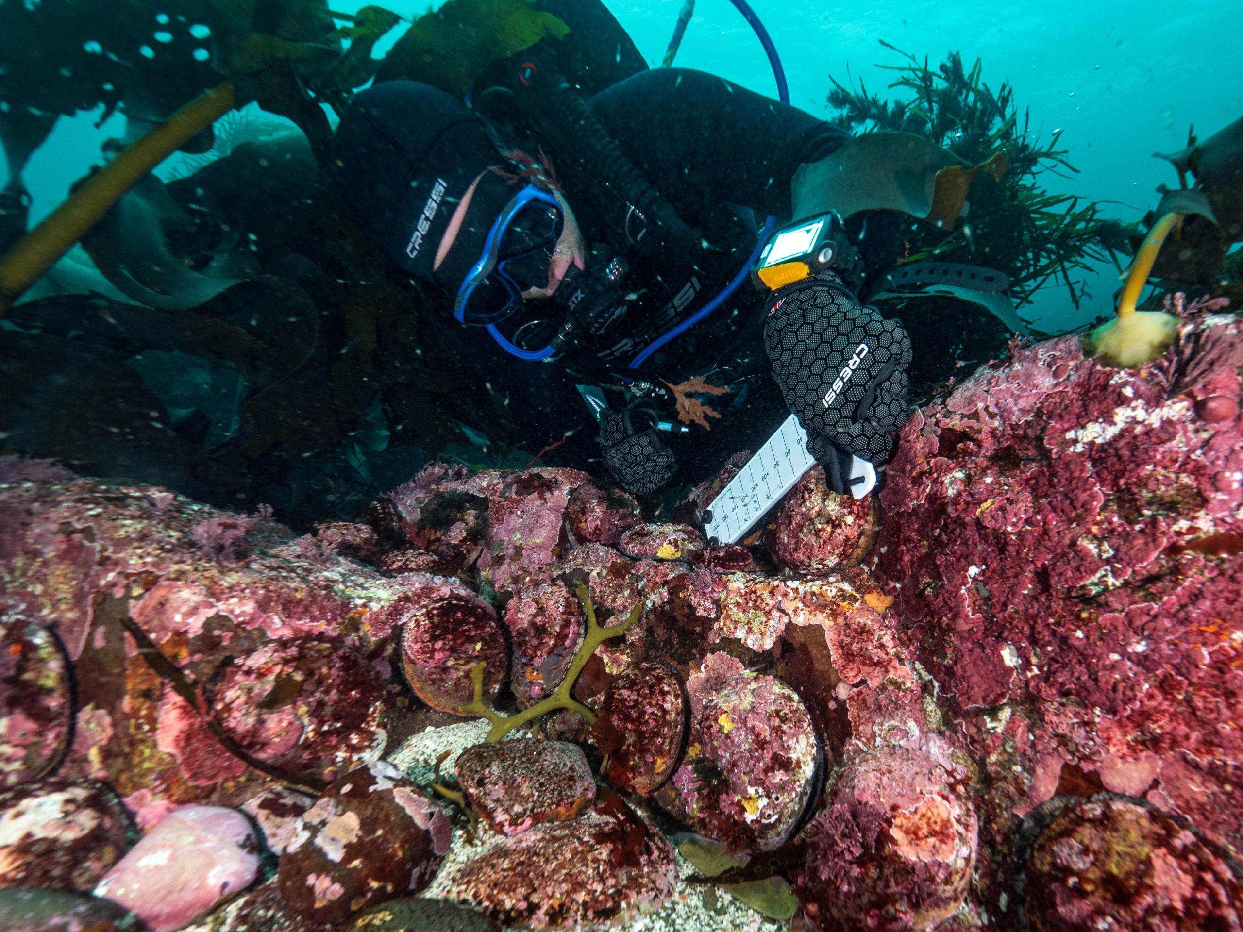 Blacklip Abalone Biology - Tasmanian Wild Fisheries Assessments