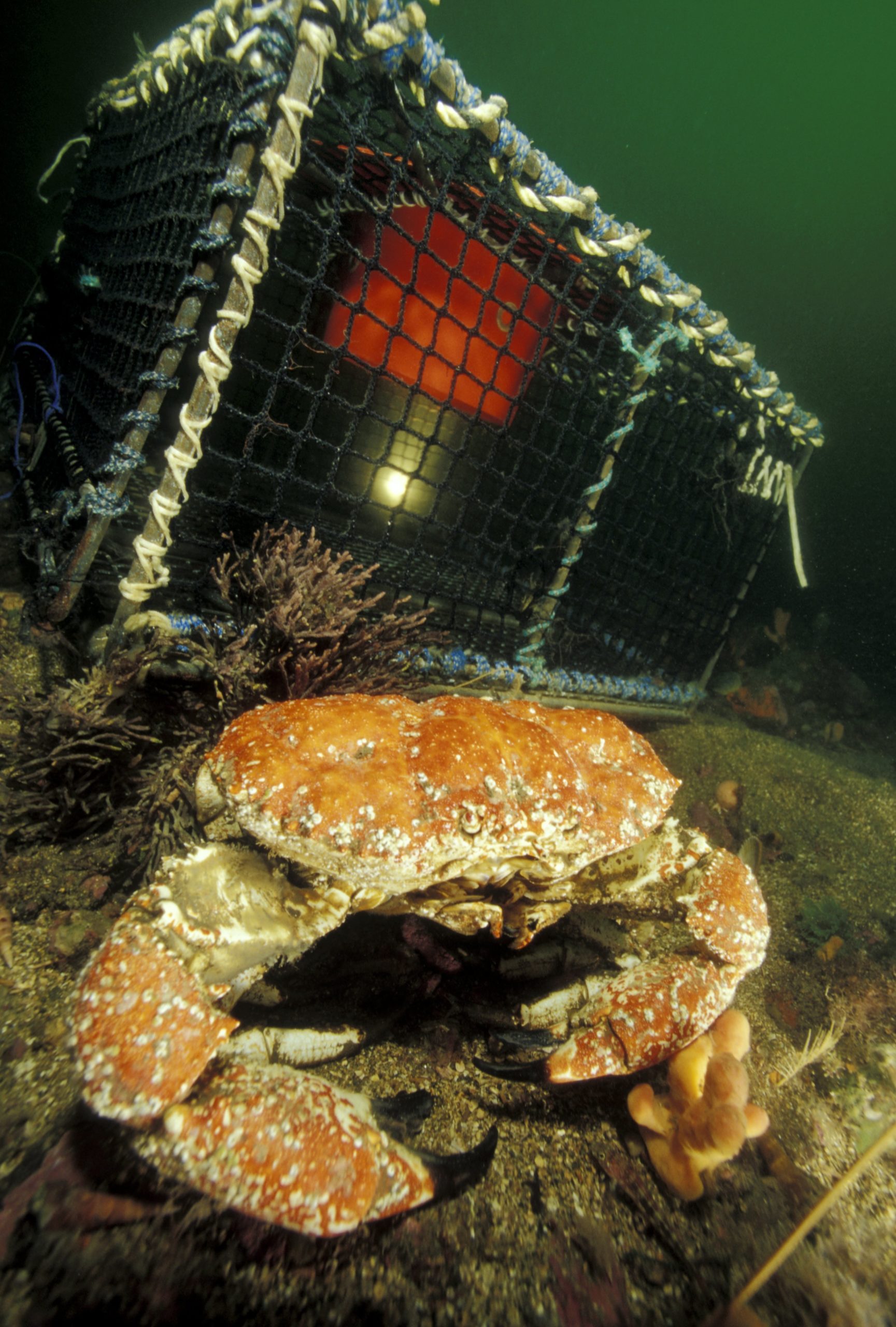 Giant Crab Fishery